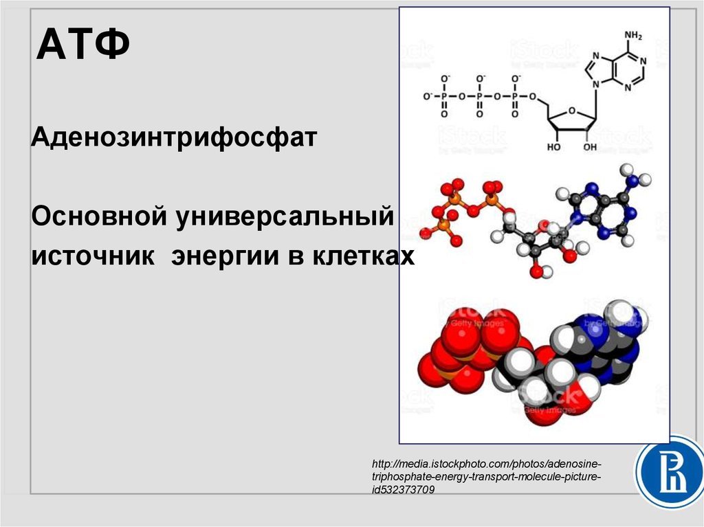 Структура молекулы АТФ. Строение АТФ формула. Строение молекулы АТФ. Химическое строение АТФ.