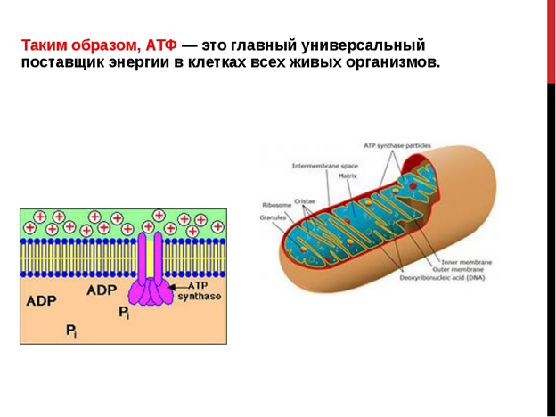 Атф это. АТФ. АТФ В клетке. АТФ это в биологии. АТФ образуется.