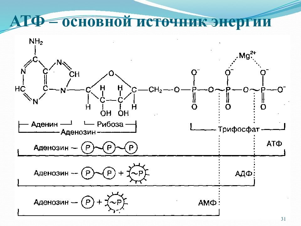 Как называется атф. Структура АТФ биохимия. Строение молекулы АТФ биология. Химическая структура АТФ. Химическая структура АТФ биохимия.