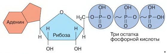 Схема структуры молекулы АТФ