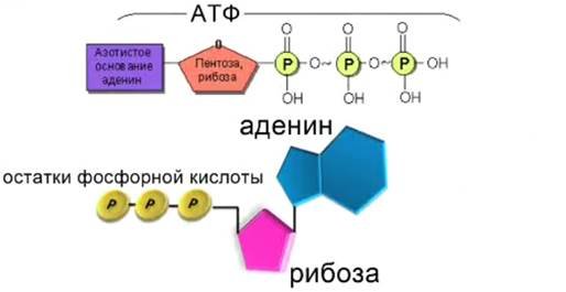 АТФ-структура, Синтез, биологическая функция.