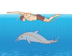 Вдох пловца