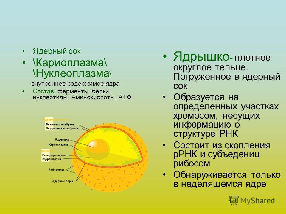 Другое название ядра. Ядерный сок кариоплазма строение. Строение ядра ядерный сок. Ядро мембрана ядерный сок ядрышко. Ядро клетки строение и функции 10 класс.