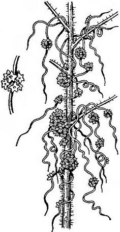 Вьюнок повилика
