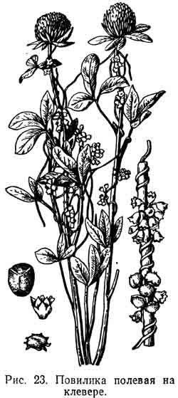 Повилика Клеверная растение