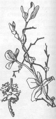 Повилика корни