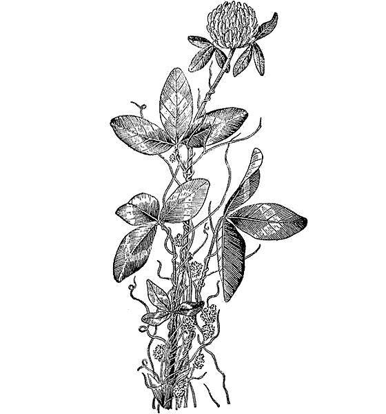 Повилика и Клевер