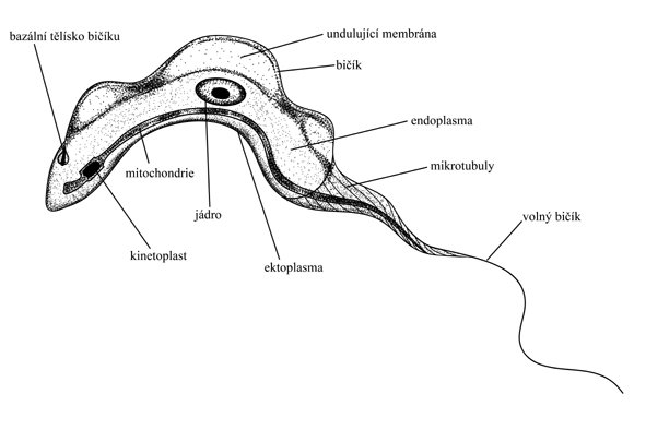 Трипаносома строение с подписями