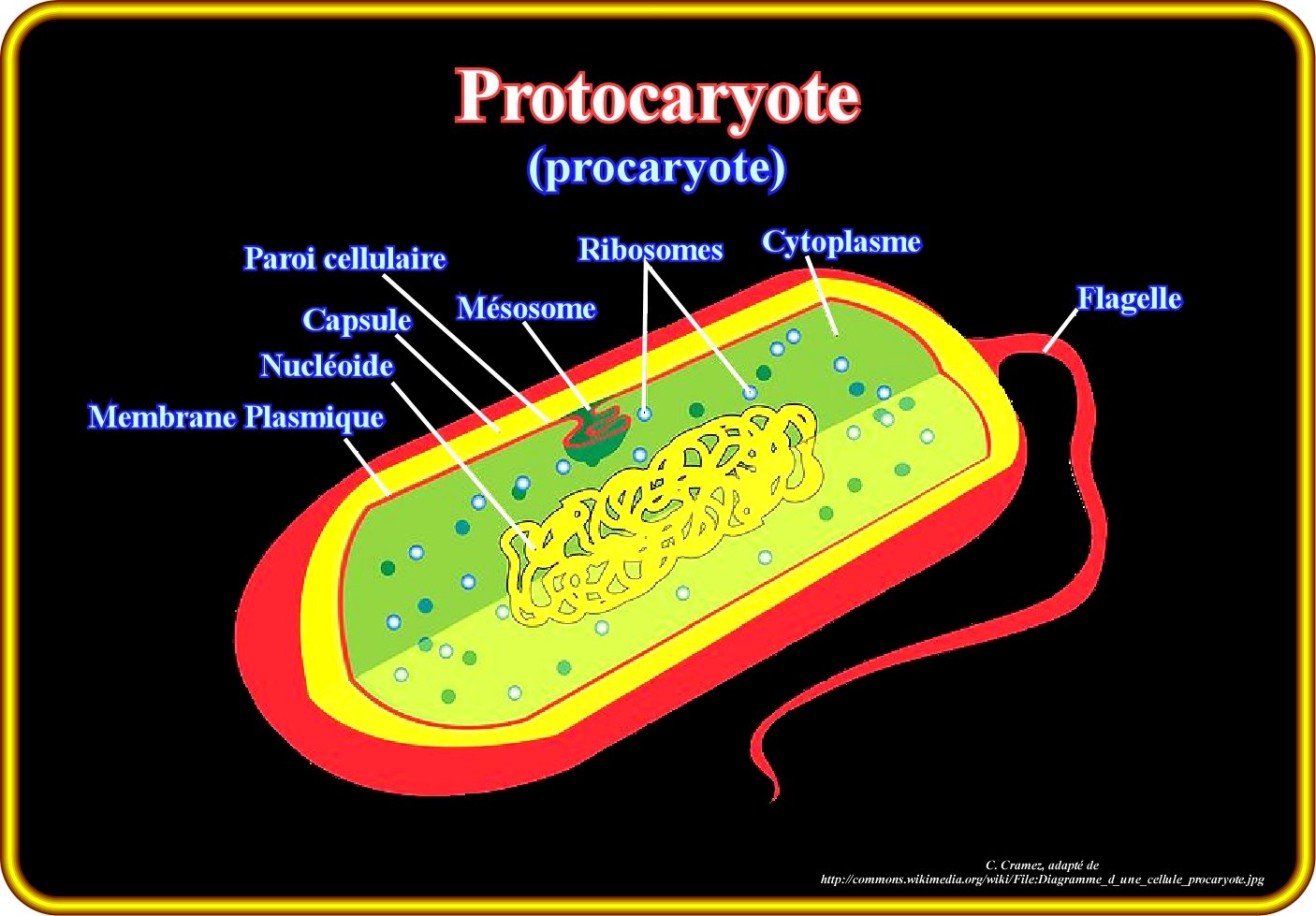 Прокариоты строение функции