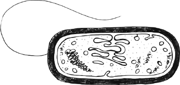 Все перечисленные ниже особенности кроме двух характерны. Мезосомы бактерий. Мезосомы в растительной клетке. Мезосома у бактерий это.