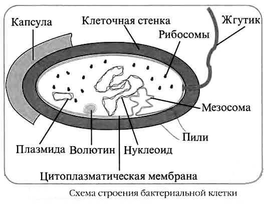 Мезосома бактериальной клетки строение