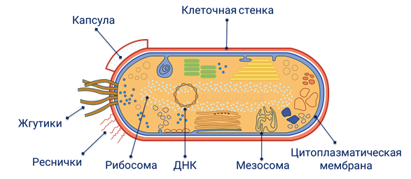 Цитоплазматическая мембрана мезосомы. Структура прокариотической клетки. Фотография прокариотической клетки. Прокариотическая клетка кишечная палочка. Прокариотическая клетка под микроскопом.