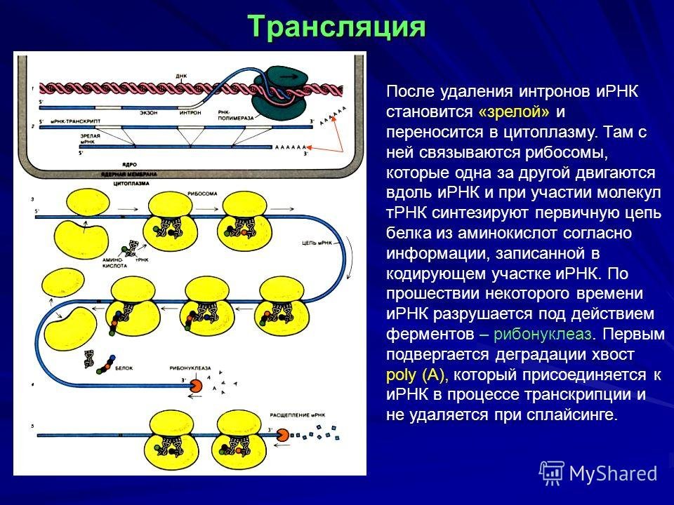 Процесс трансляции этапы трансляции. Схема синтеза белка в рибосоме трансляция. Трансляция РНК на рибосомах. Процесс трансляции на рибосоме схема. Трансляция.