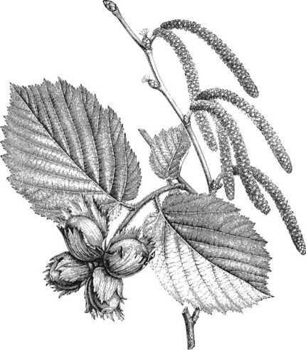 Лещина обыкновенная рисунок