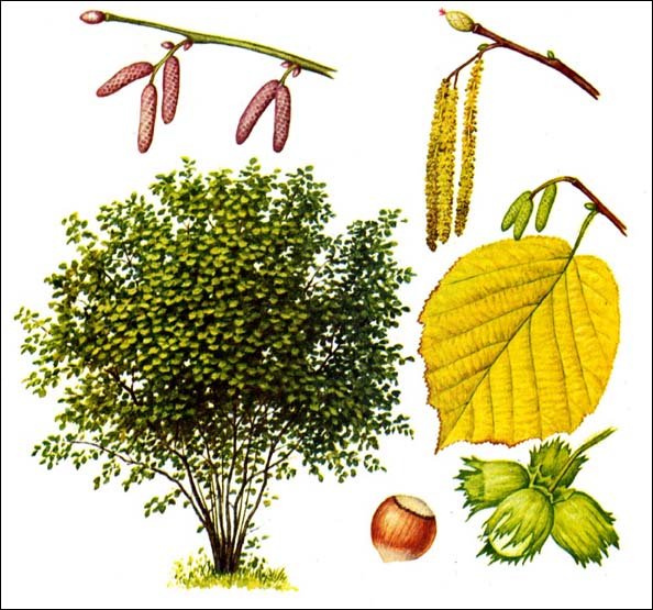 Лещина обыкновенная габитус