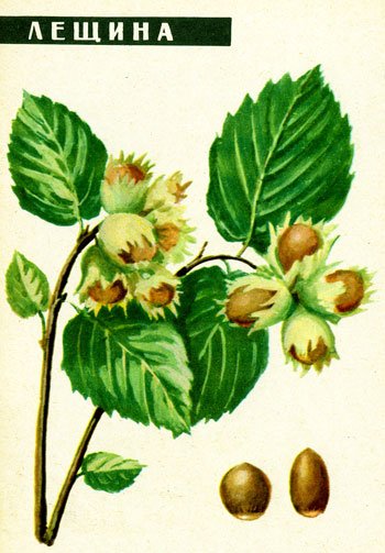 Ветка лещины