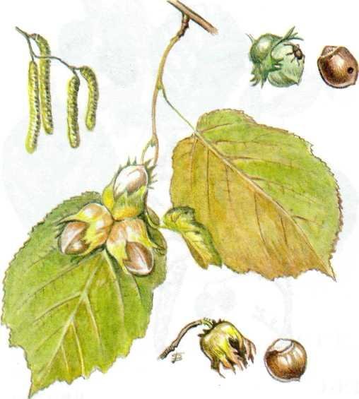 Лещина обыкновенная веточка