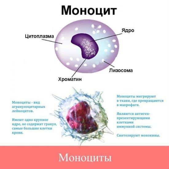 Моноциты строение