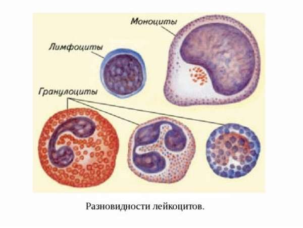 Лимфоциты моноциты гранулоциты
