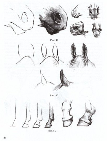 Копыта лошади референс
