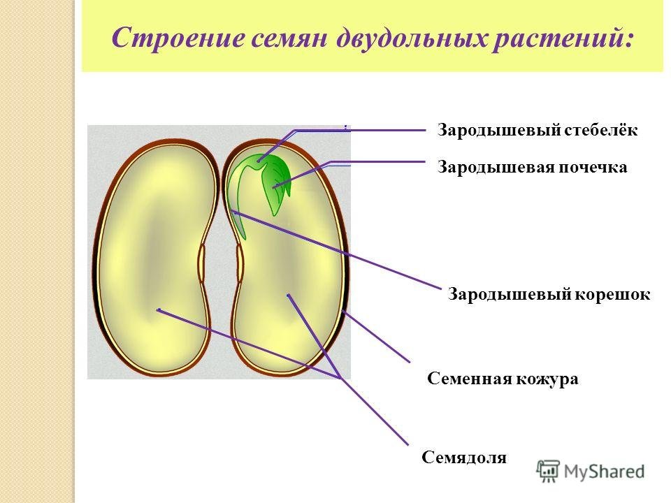 При прорастании зародышевый корешок. Эндосперм зародышевый корешок. Строение семени зародышевая почечка. Строение двудольного семени. Семенная кожура зародышевый корешок.
