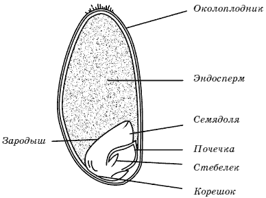 Строение семени однодольного растения