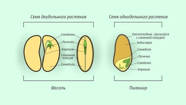 Структура семени двудольного растения