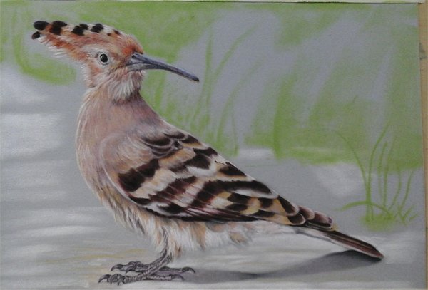 Птица Удод нарисовать