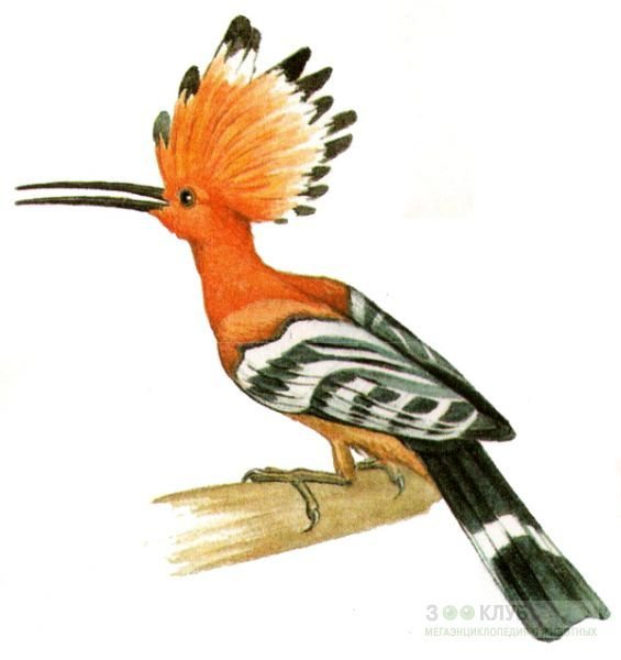 Удод картина