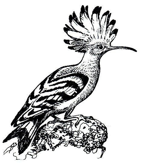 Удод kak risovat