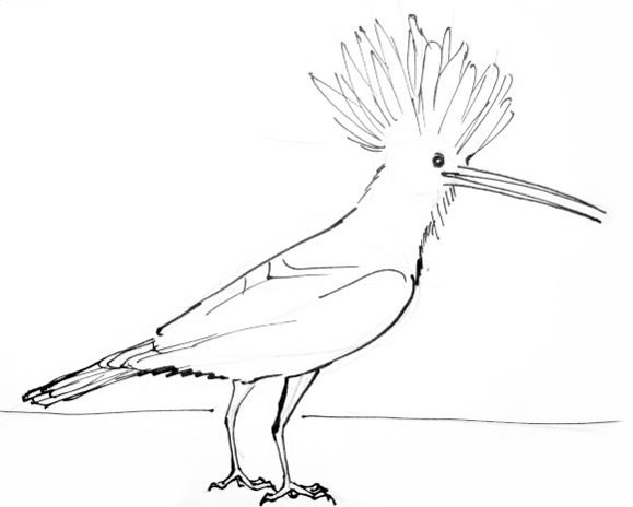 Удод на прозрачном фоне