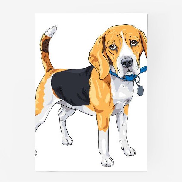 Порода собак Бигль рисунок