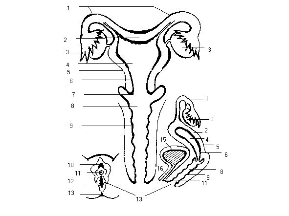 Леонардо да Винчи анатомия нога