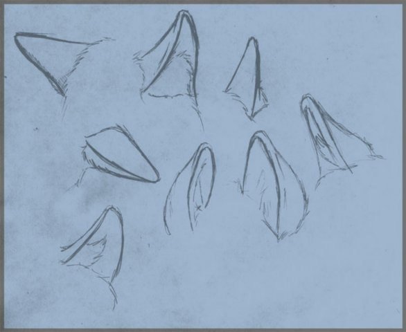 Уши лисы референс