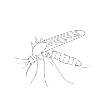 Комар раскраска для детей