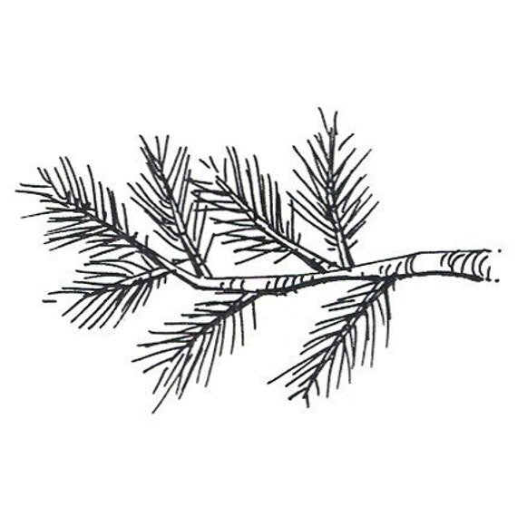 Ветка елки раскраска для детей
