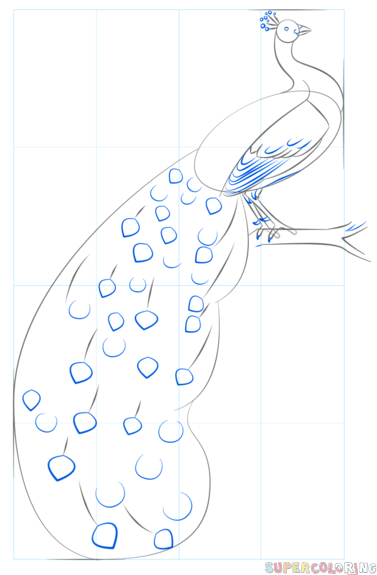 Поэтапное рисование павлина
