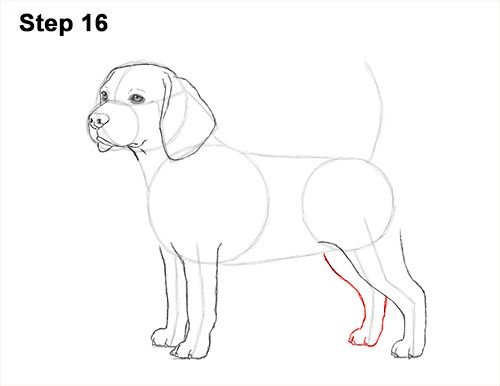 Рисунок собаки Бигль легкий