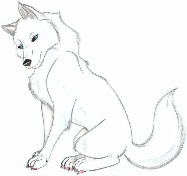 Волк для срисовки