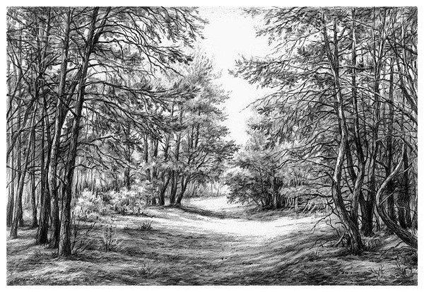 Пейзаж роща карандашом