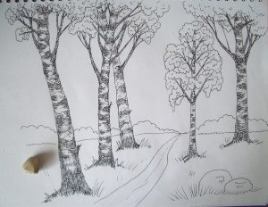 Березовая роща карандашом