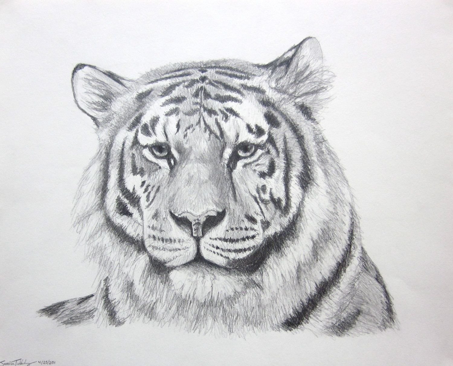 Рисунки тигров карандашом