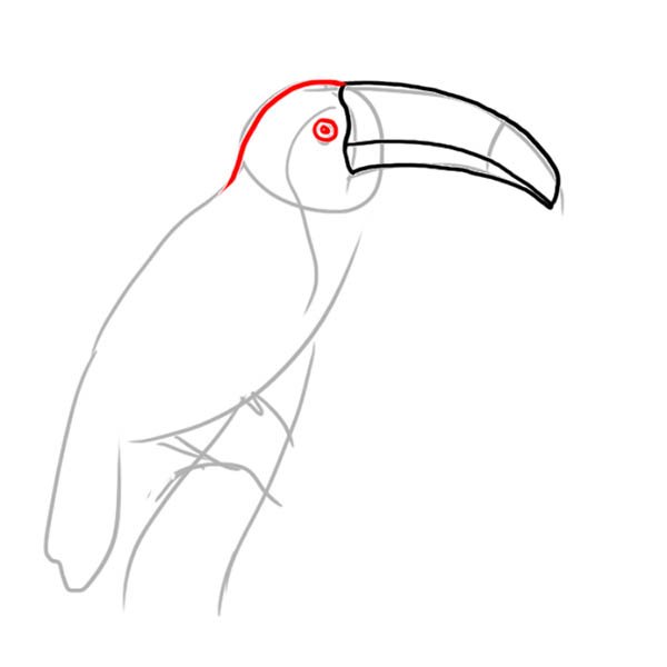 Тукан анатомия