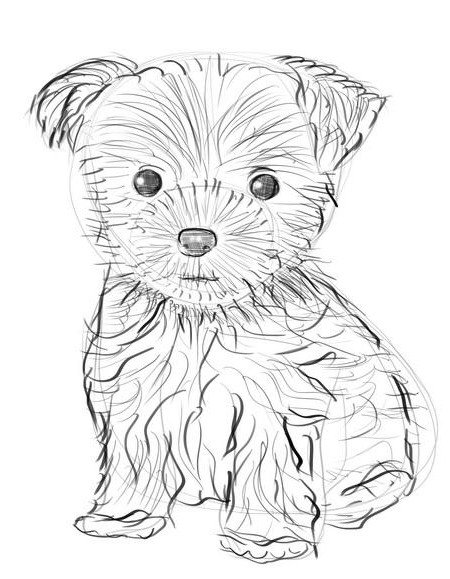 Рисунок йоршский терьер