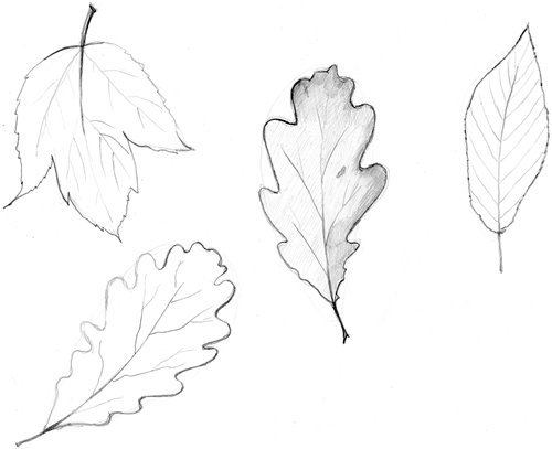 Листья нарисовать карандашом