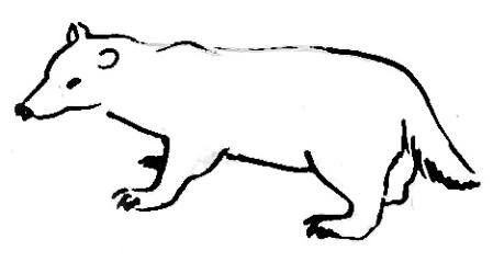 Барсук рисунок легкий