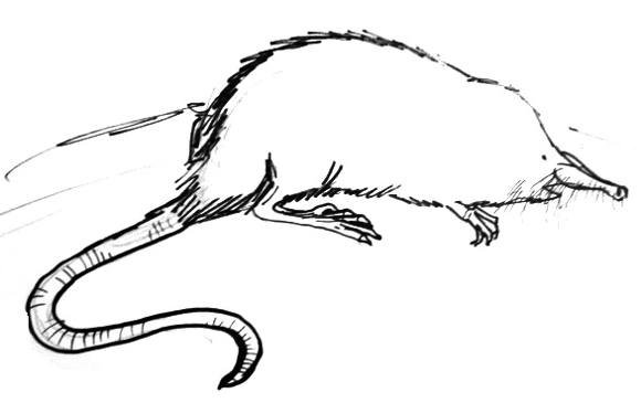 Русская выхухоль