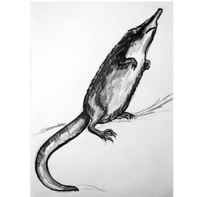 Русская выхухоль рисунок