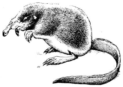 Выхухоль раскраска