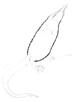 Выхухоль раскраска